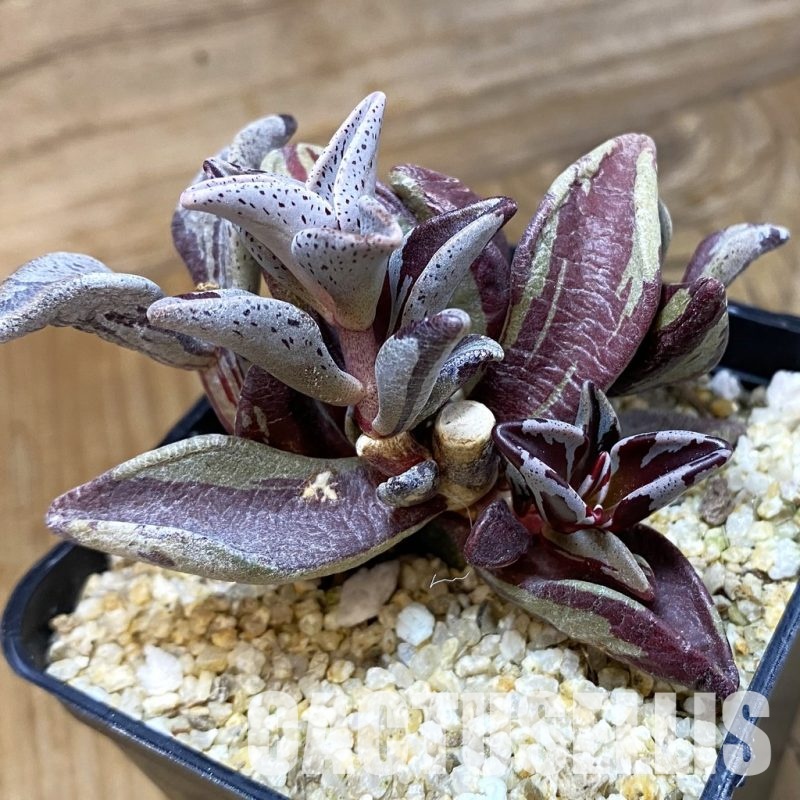 SH33530 Lenophyllum guttatum f. variegata