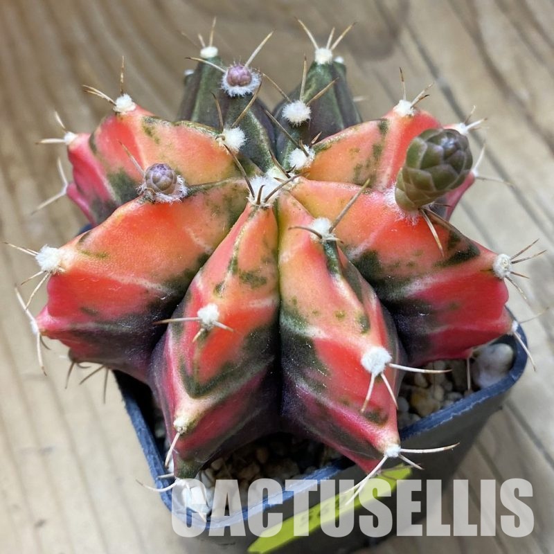 SH5699 Gymnocalycium mihanovichii f. variegata, seedling