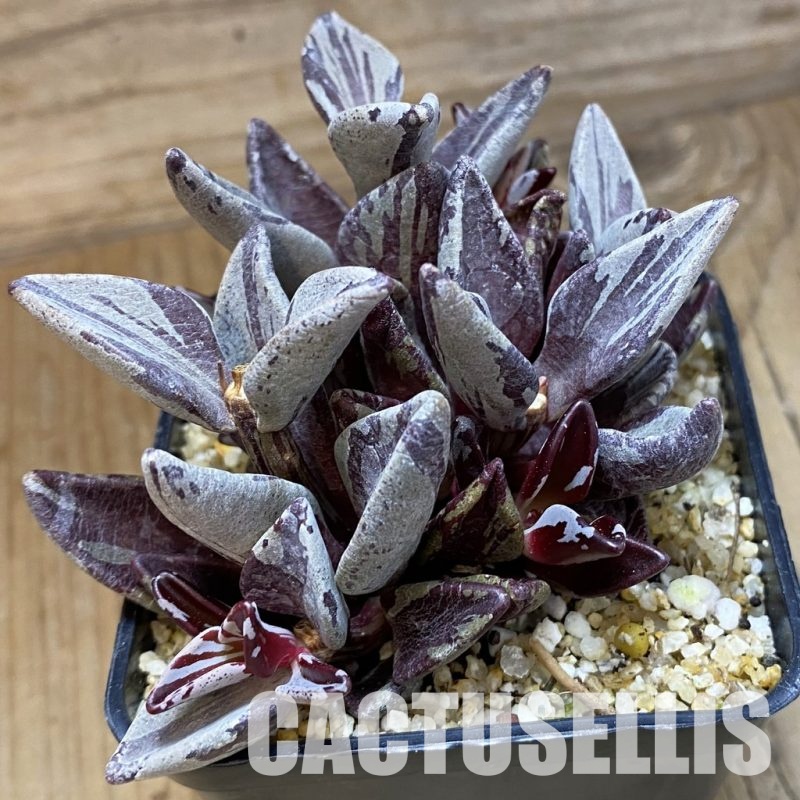 SH33531 Lenophyllum guttatum f. variegata