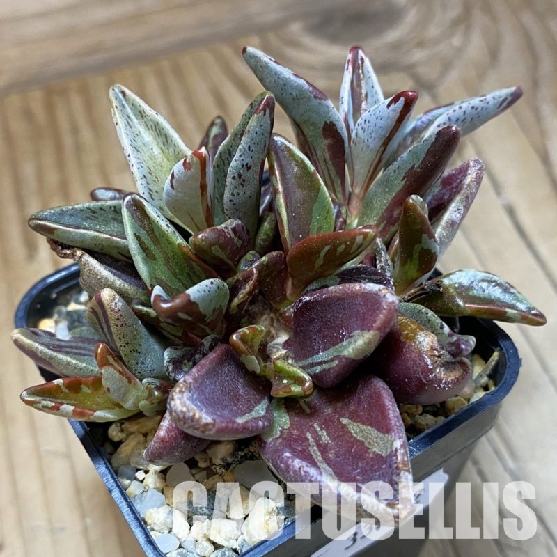 SH33532 Lenophyllum guttatum f. variegata