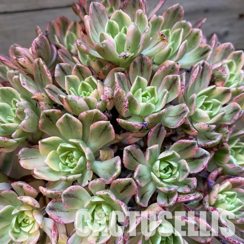 SH33533 Aeonium 'Sweet Tea'