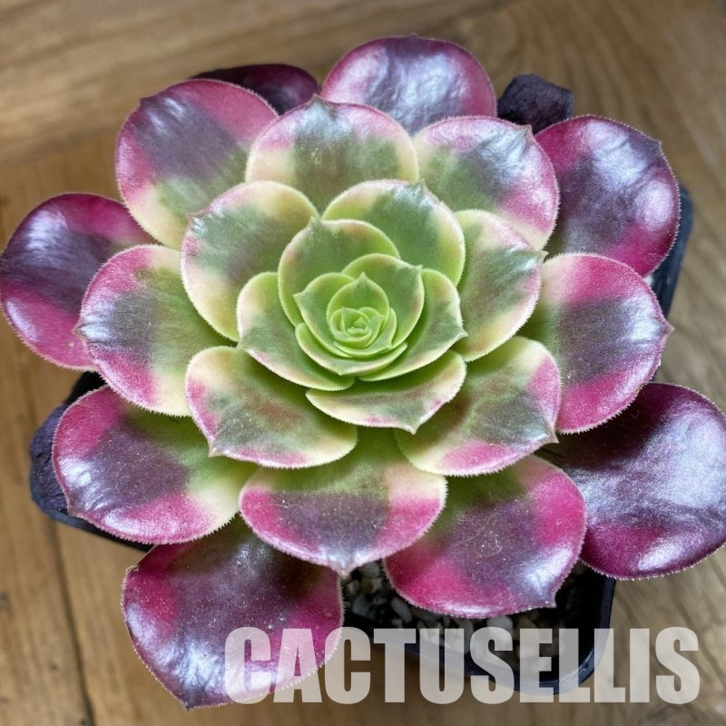 SH33535 Aeonium ‘Medusa’