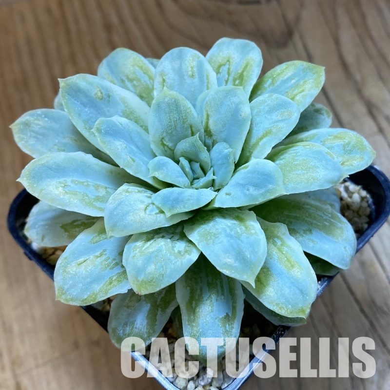 SH33536 Echeveria 'Hades'