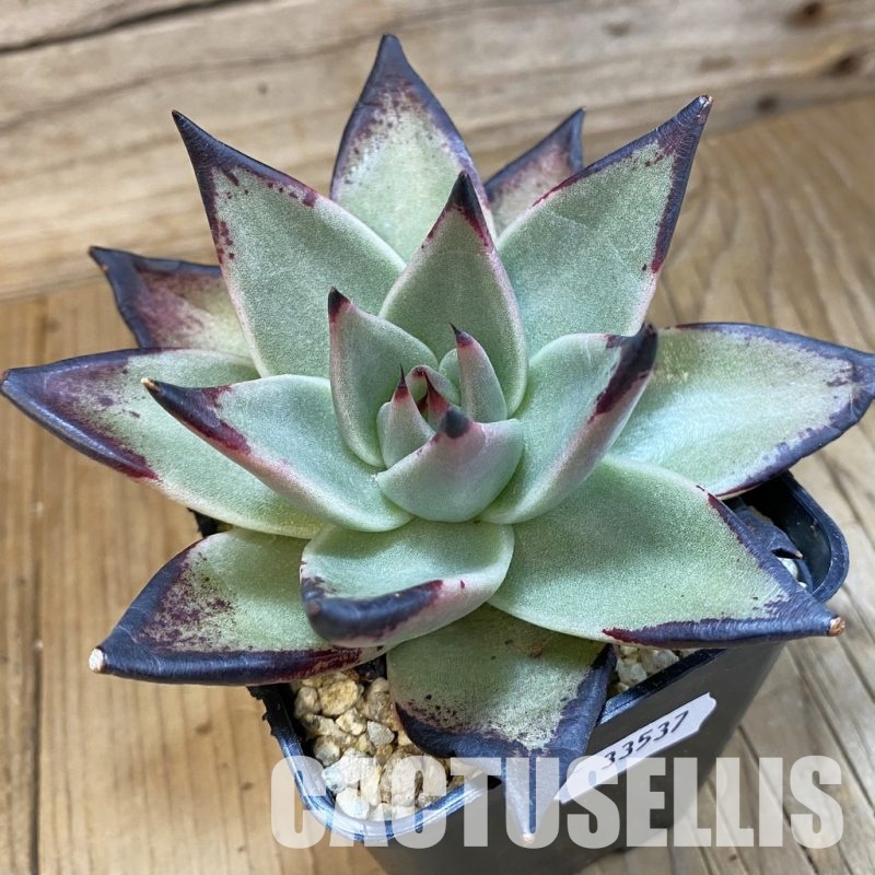 SH33537 Echeveria agavoides ‘Black Ebony’