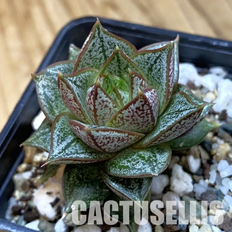 SH33538 Echeveria purpusorum white