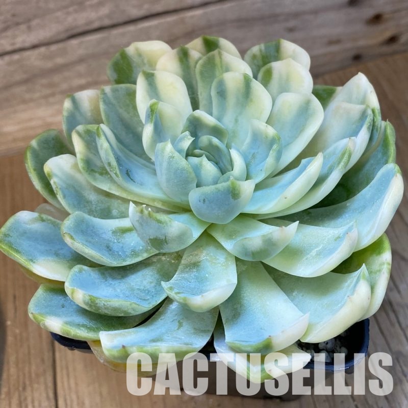 SH33541 Echeveria 'Berry' f. variegata