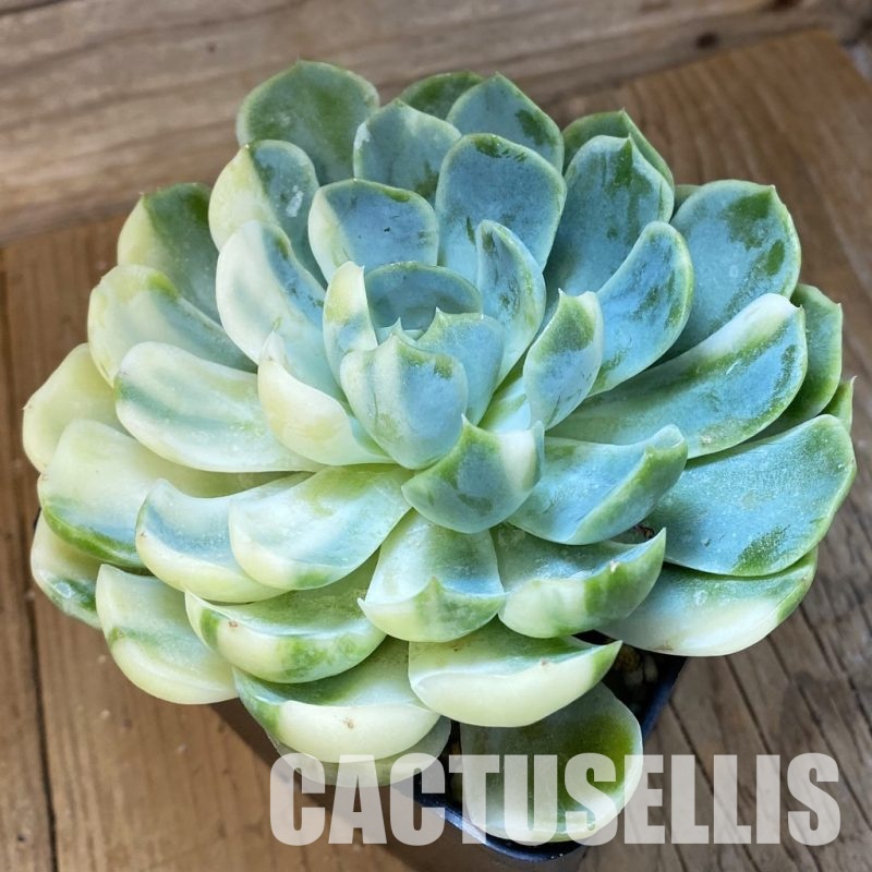 SH33542 Echeveria 'Berry' f. variegata