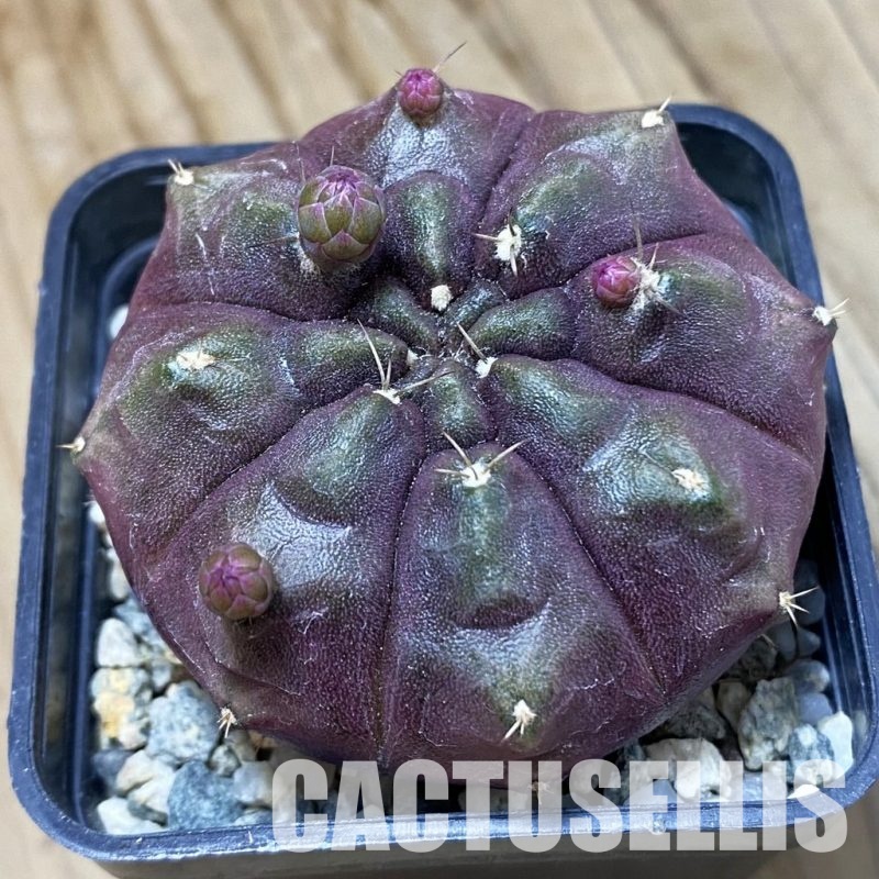 SH12264 Gymnocalycium mihanovichii ‘Day Dream’, seedling