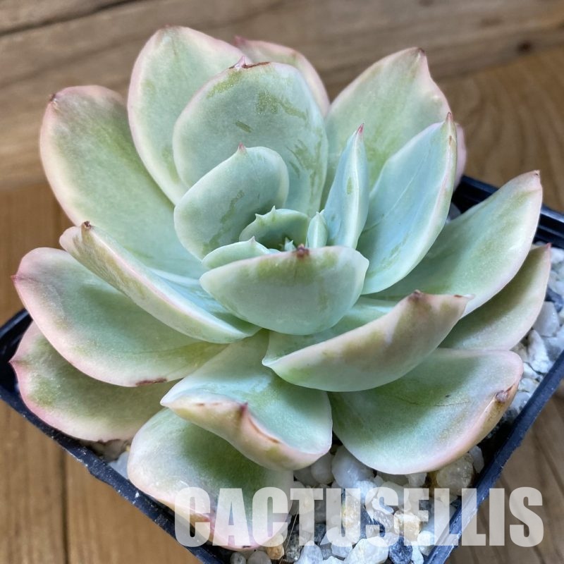 SH33543 Echeveria ‘Silk’ f. variegata