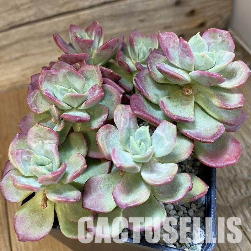 SH33544 Echeveria ‘Chocolate Rolls’