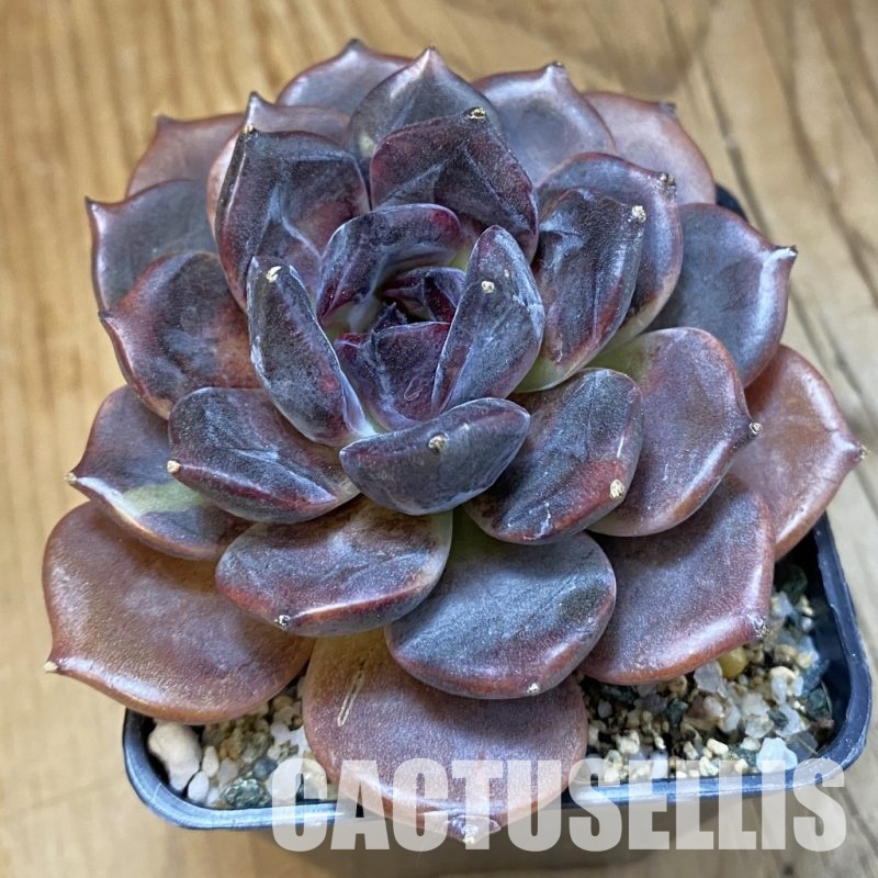SH33545 Echeveria ‘Dark Chocolate’
