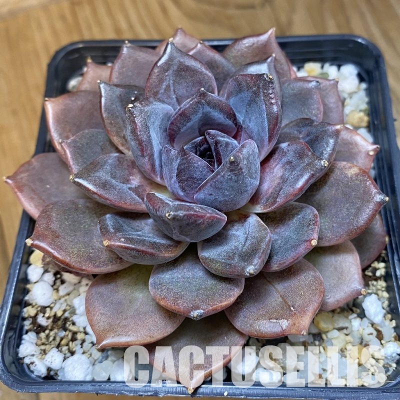 SH33546 Echeveria ‘Dark Chocolate’