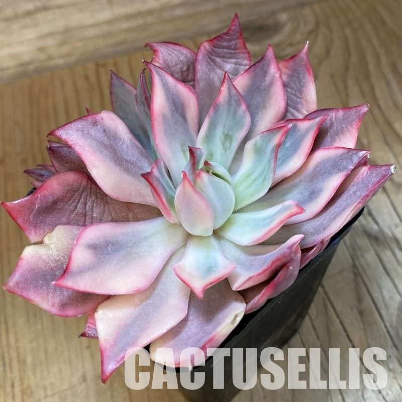 SH33547 Echeveria ‘Moon Goddess’