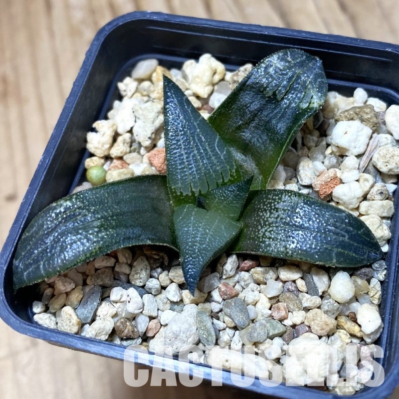 SH23102 Haworthia marxii