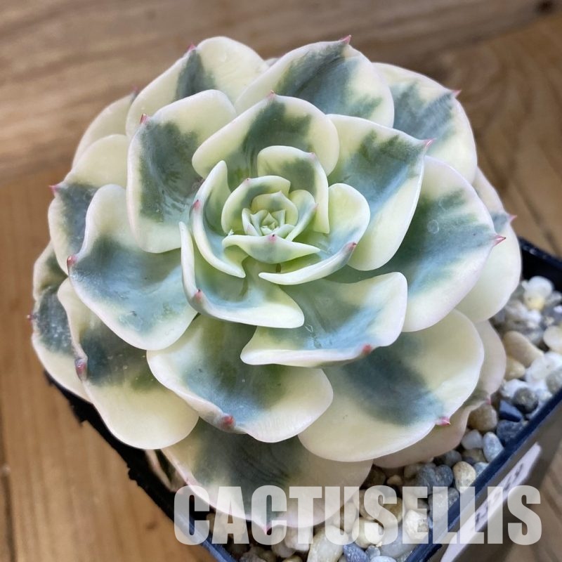 SH33549 Echeveria ‘Compton Carousel’