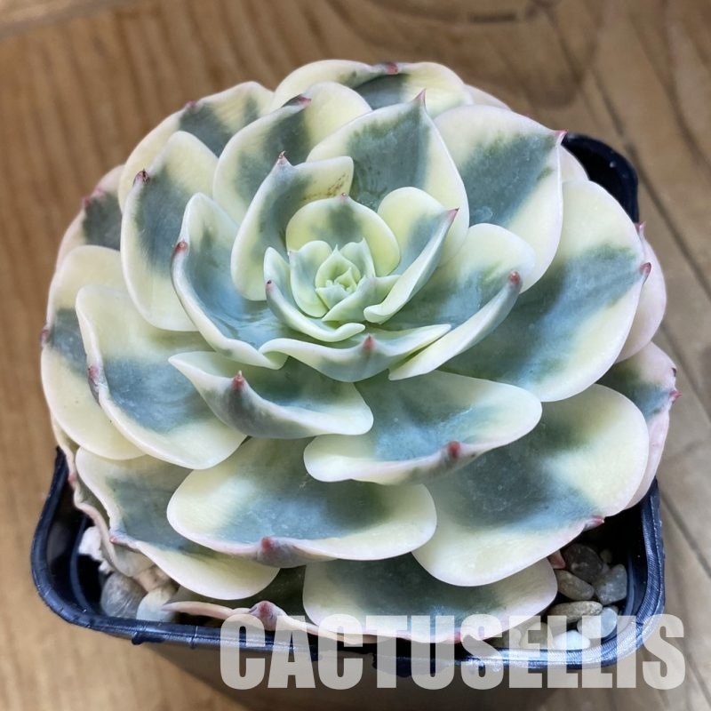 SH33550 Echeveria ‘Compton Carousel’