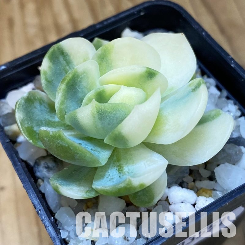 SH33551 Echeveria ‘Berry’ f. variegata