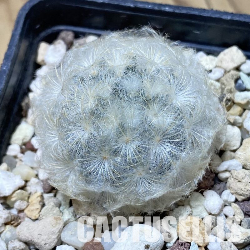 SH33500 Mammillaria plumosa