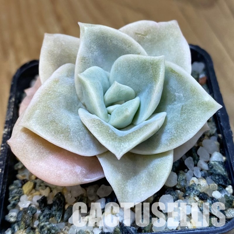SH33554 Echeveria ‘Lovely Rose’ white color f. variegata