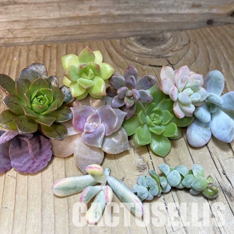 SH33555 Succulents mix, cuted