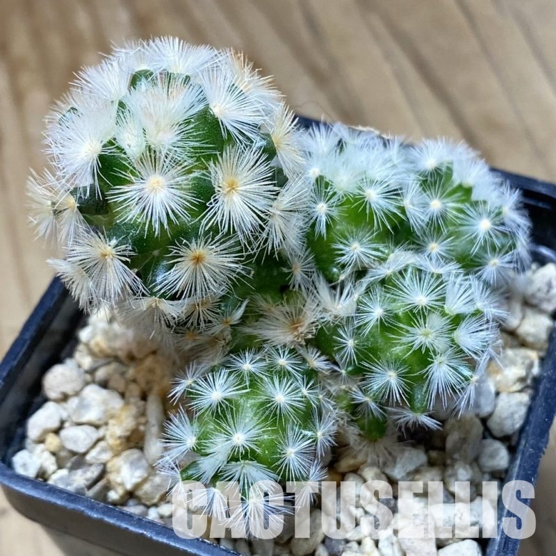 SH33501 Mammillaria carmenae hybrid