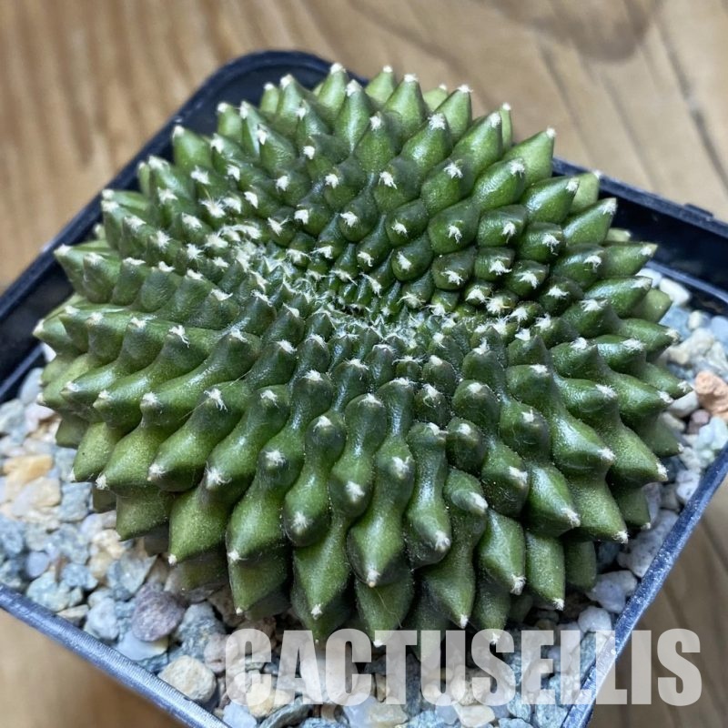 SH33502 Gymnocalycium mihanovichii ‘inermis’ f. cristata