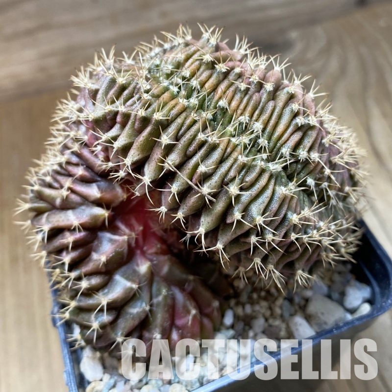 SH33503 Gymnocalycium mihanovichii f. cristata