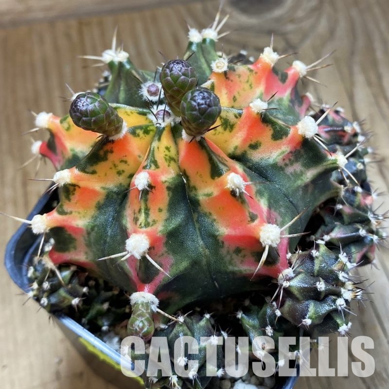 SH3838 Gymnocalycium mihanovichii f. variegata, seedling