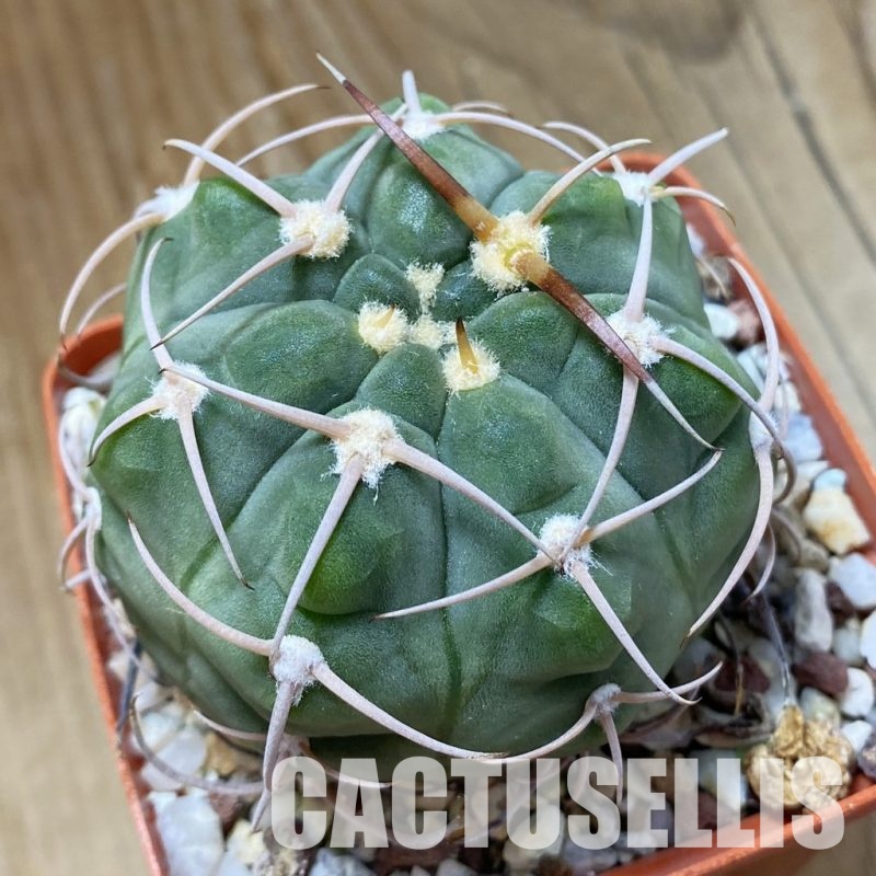 SH33504 Gymnocalycium bayrianum, 7 years old