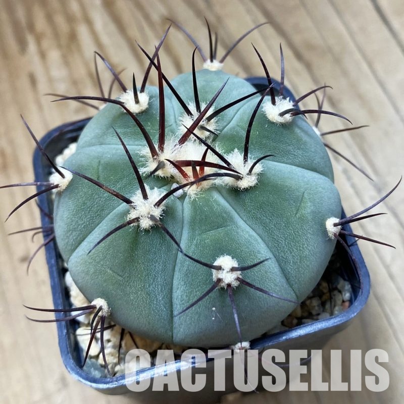 SH33505 Gymnocalycium cabreraense VOS 2122