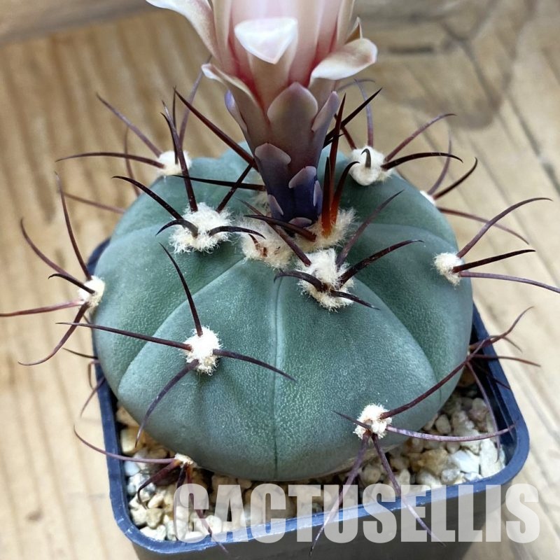 SH33506 Gymnocalycium cabreraense VOS 2122