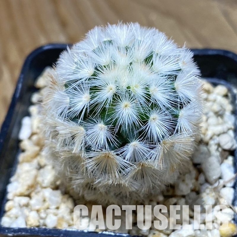 SH33507 Mammillaria carmenae hybrid