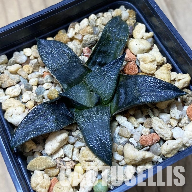 SH27402 Haworthia marxii