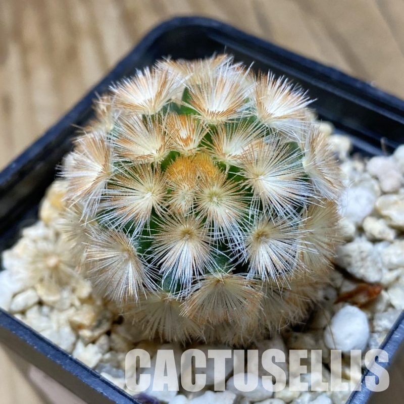 SH33508 Mammillaria carmenae hybrid