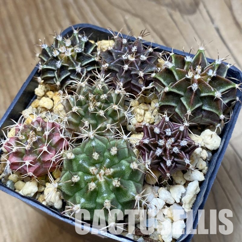 SH33509 Gymnocalycium mihanovichii mix