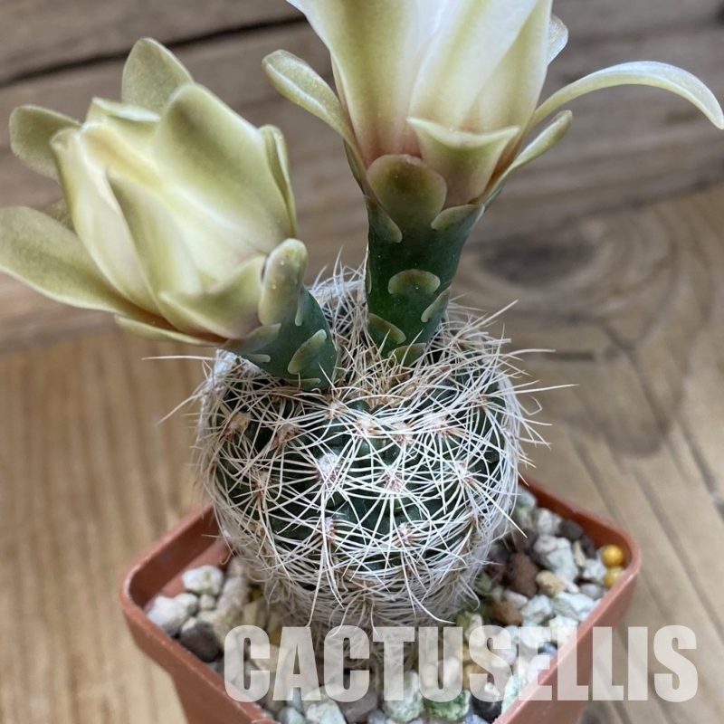 SH33510 Gymnocalycium gertii VG 707