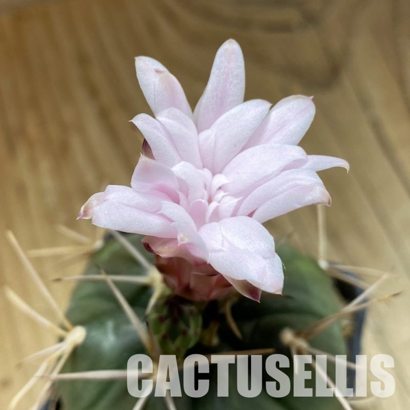 SH33511 Gymnocalycium eurypleurum P0434
