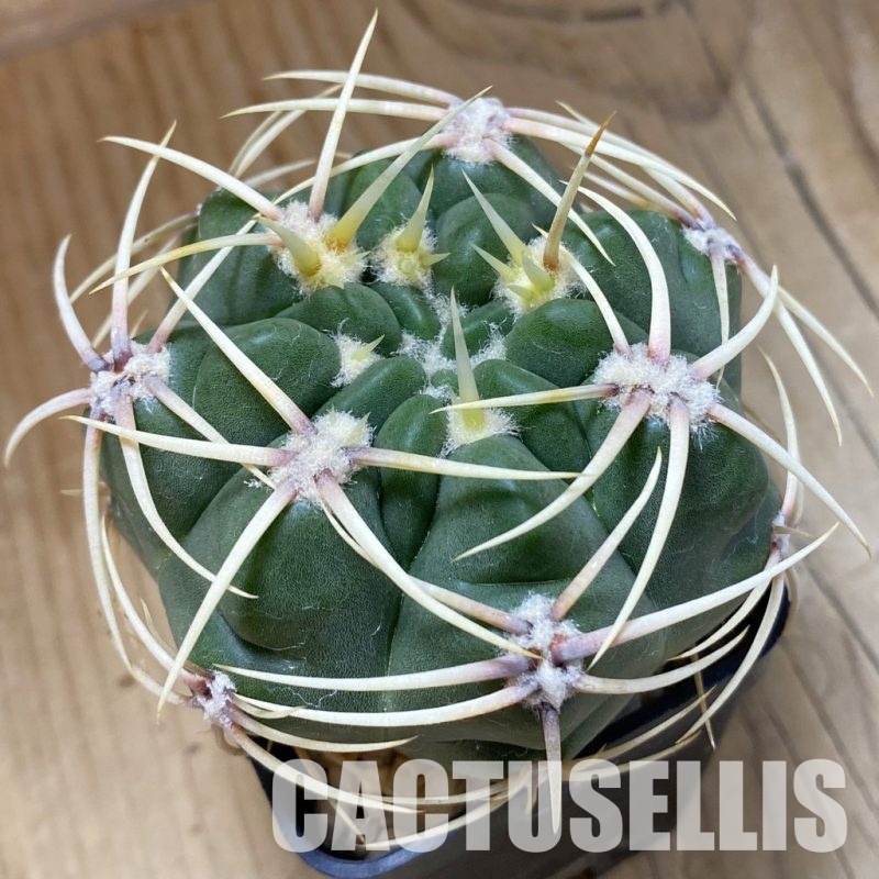 SH33512 Gymnocalycium monvillei, hard spines