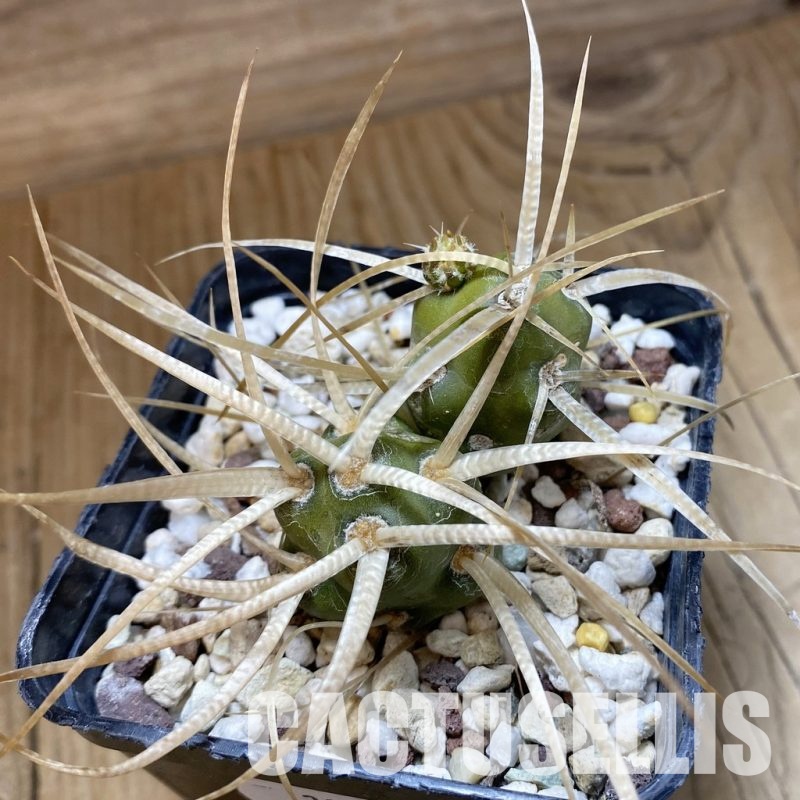 SH33513 Maihueniopsis platyacantha