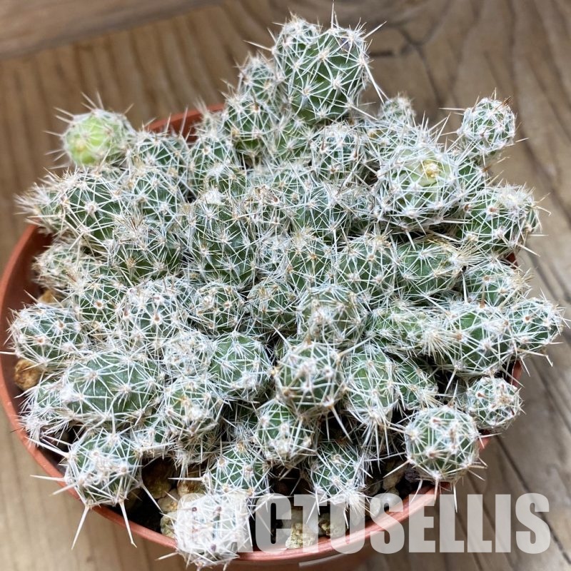 SH33514 Corynopuntia bulbispina