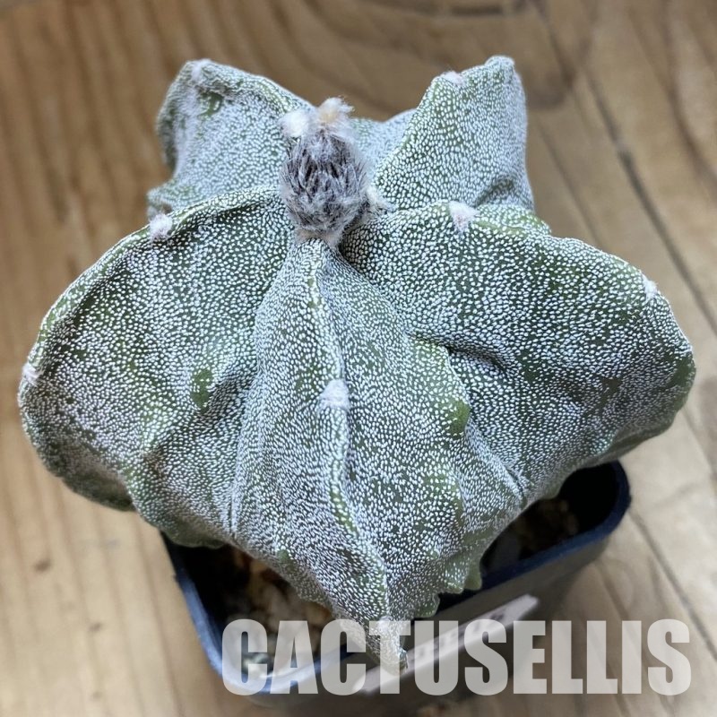 SH33515 Astrophytum myriostigma ‘Fukuryu’
