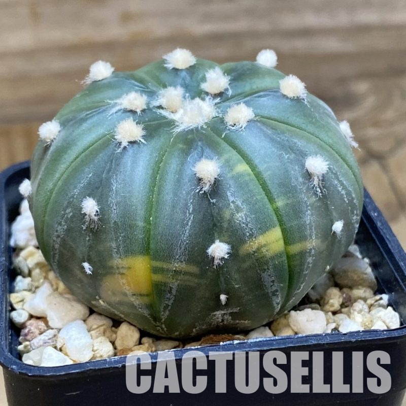 SH33516 Astrophytum asterias f. variegata