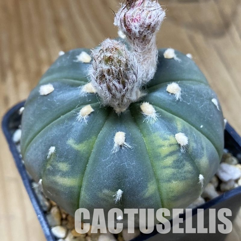 SH33517 Astrophytum asterias f. variegata