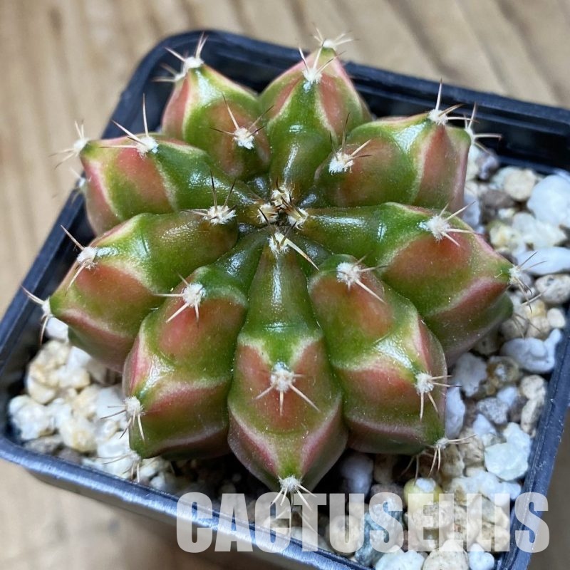 SH19433 Gymnocalycium mihanovichii 'Neon' Green