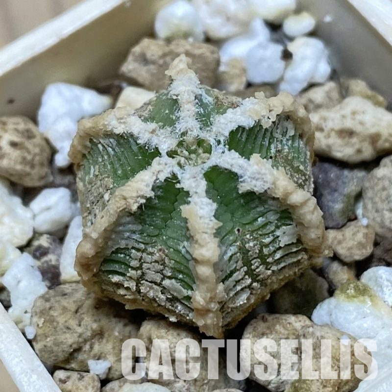 SH33518 Aztekium hintonii -LaPoza- N.L.