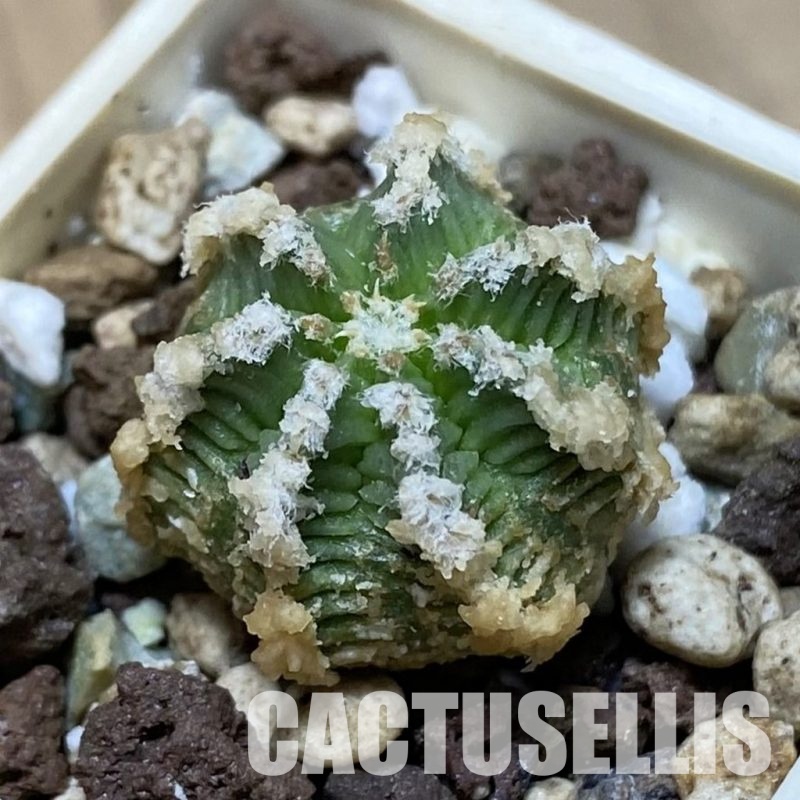 SH33519 Aztekium hintonii -LaPoza- N.L.