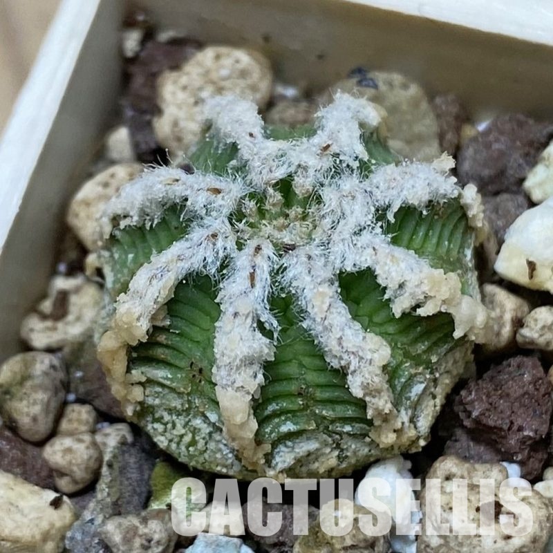SH33520 Aztekium hintonii -LaPoza- N.L.