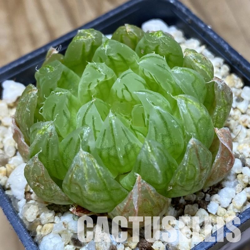 SH33521 Haworthia cooperi ‘Led mutant’
