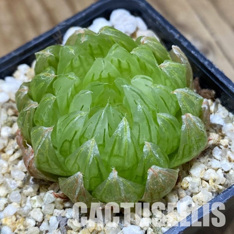 SH33522 Haworthia cooperi ‘Led mutant’