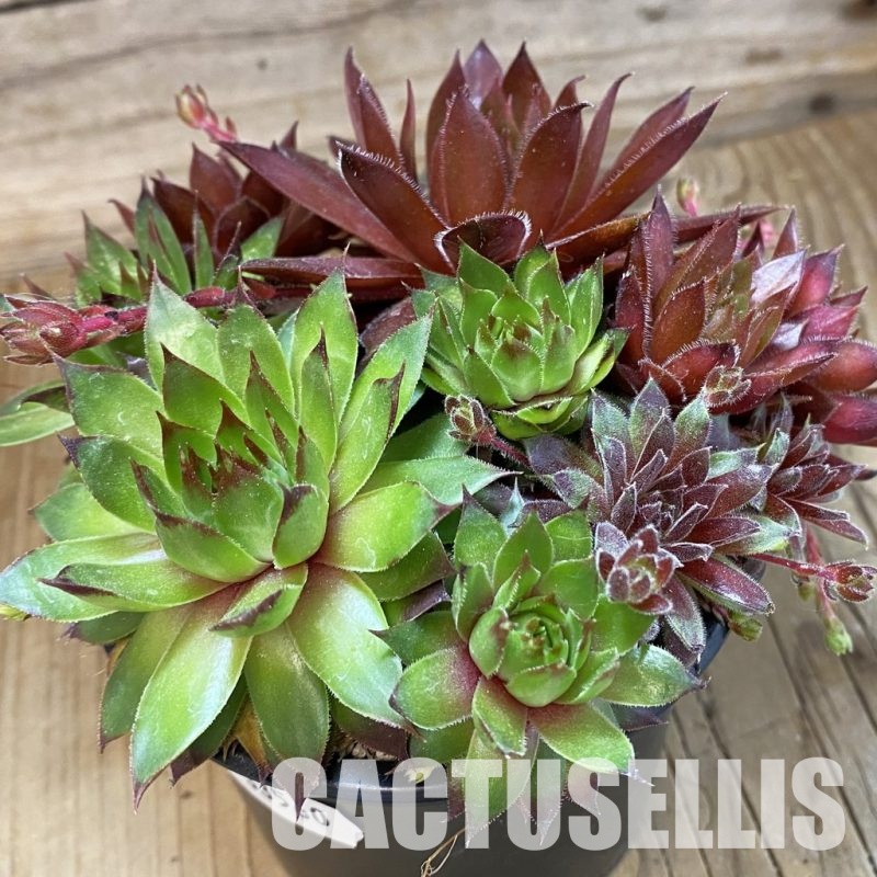 SH33560 Sempervivum mix (cold-resistant)